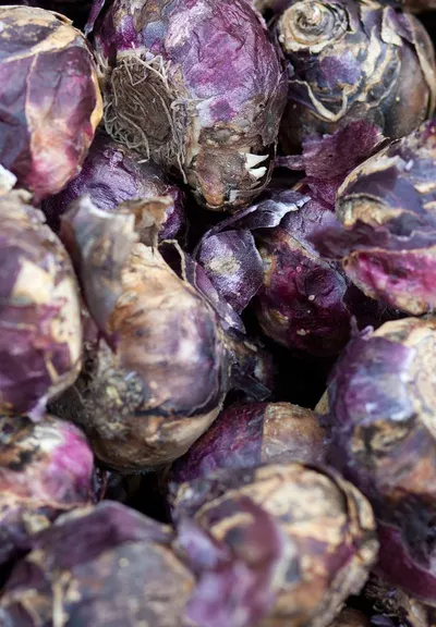 Amethyst Spheres