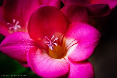 Fox Glove