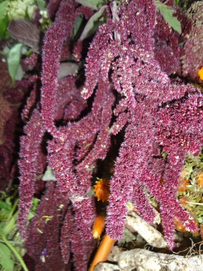 Coral - Seaweed