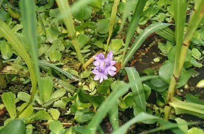 Primula Officinalis by Wild Medicine