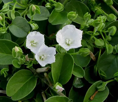 Chinese Convolvulus by S.f.m. International Trading Co., Ltd.