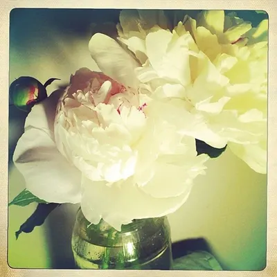 White peony