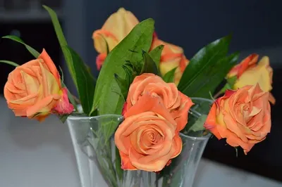 Fresh cut roses from Ecuador