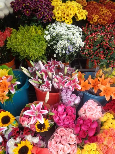 Natural Dry Flowers
