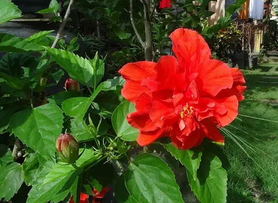 Hibiscus Flower (Flor de Jamaica, Karkade)