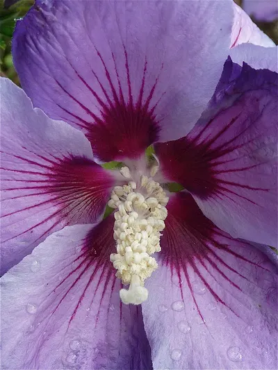 Passion flower extra