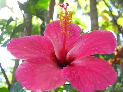 Hibiscus sabdariffa