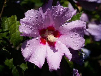 Hibiscus leaves