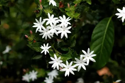 Jasmine