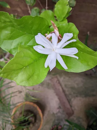 Fresh Jasmine (Twined & Untwined) by Prikesh Exim