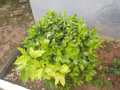 Nyctanthes Arbortristis Flower by Reddis N.P. International