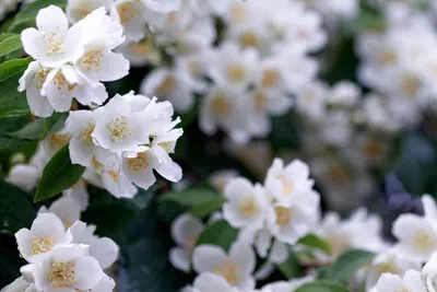 Jasmine Flowers