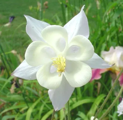 White Lotus by SBH Foods Pvt. Ltd.