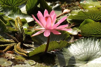 Lotus