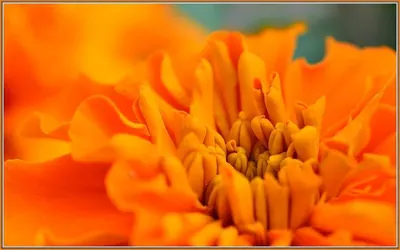 Calendula