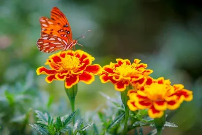 Butterfly & Flower by 3D Card VN
