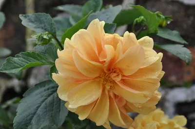 Marigold Extract