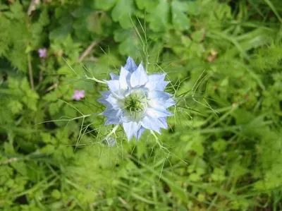 Nigella Sativa