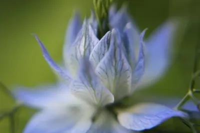 Borage Flower by Al Nama Herbals