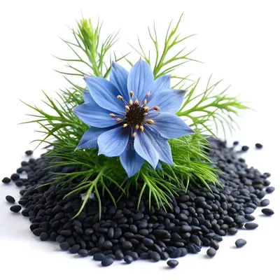 Black Cumin Seed Extract by Chara Guna Jaya