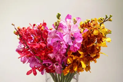 Orchids