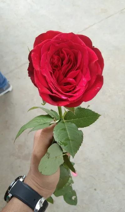 Rose