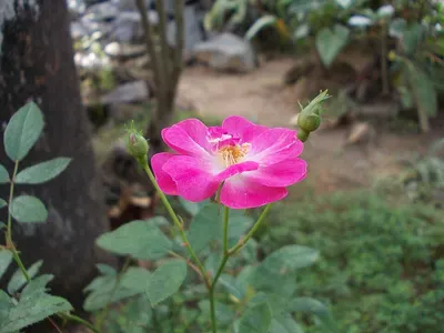 Rose
