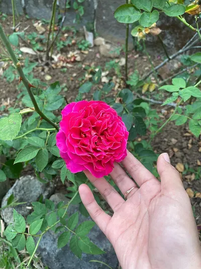 3g - one ( rose ) by Vijay Perfumery Works