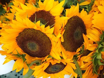 Golden Sunny