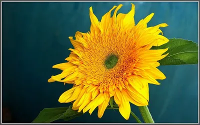 Sunset Yellow