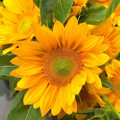 Artificial hand made flowers (quinua sunflowers)