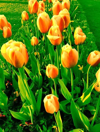 Tulip wood flowers