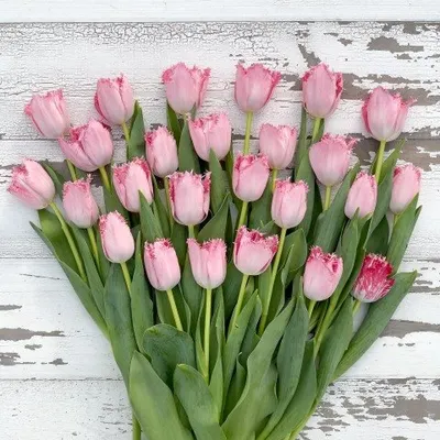 Tulip Hagel 90g