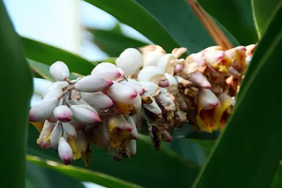 Banana Flower by Cresco Foods