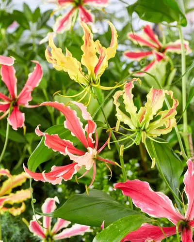 Pink Lipstick Aglonema