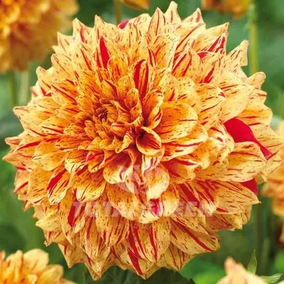 Gloriosa superba seeds