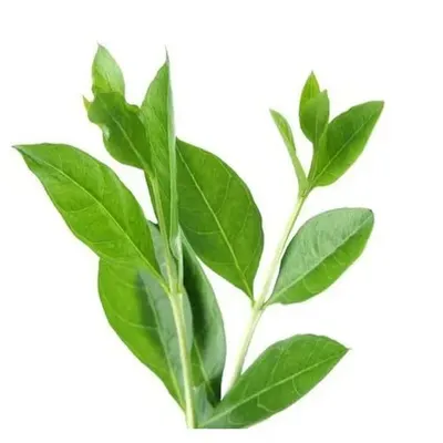 Green Tea L-Theanine