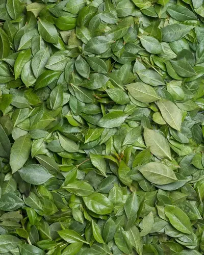 Dry Gymnema Sylvestre Leaves
