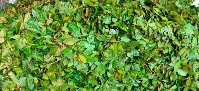 Curry Leaves(Organic & Non organic)