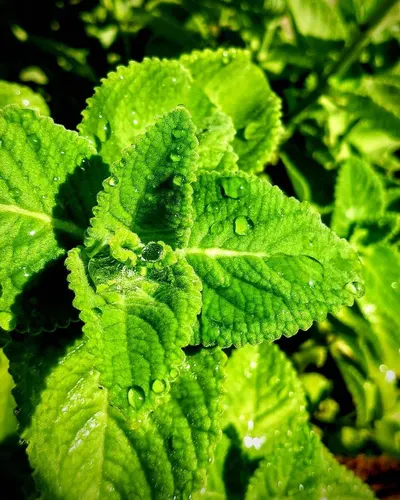 Peppermint Oil 95