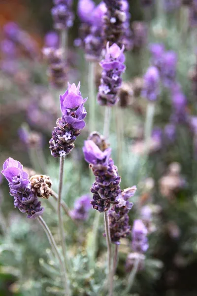 Lavender Essential Oil