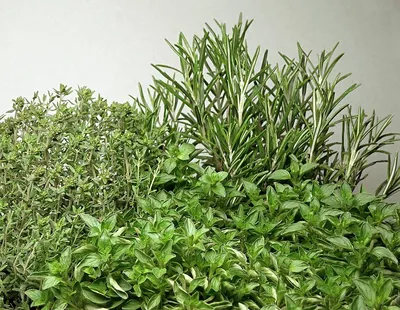 Raw Herbs