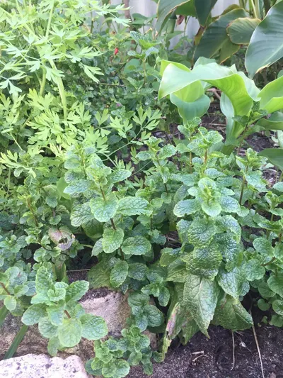 Herbal Soup - Centella Asiatica by Angel Starch & Food Pvt Ltd
