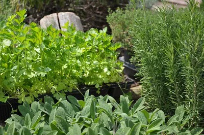 Pennyroyal (organic)