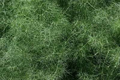 Grass Sponges (5"&6)