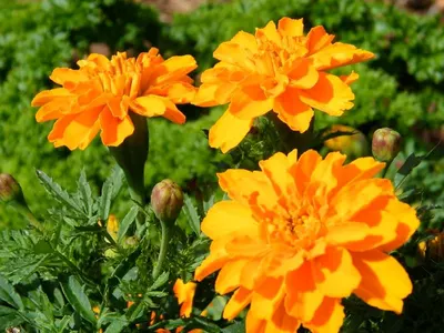 Lutein (Marigold Flower Extract) by Aurora Industry Co., Ltd.