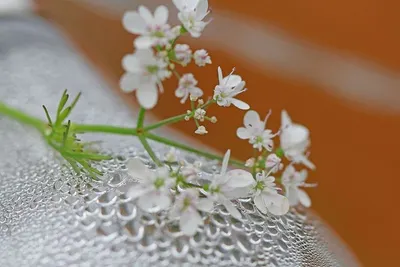 Crystal wired flowers
