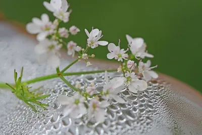 Gypsophilla