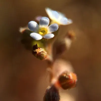 Himalayan Amaranth