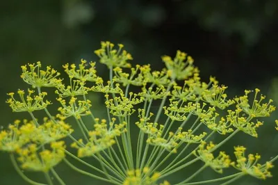 Dill leaves